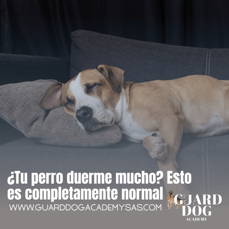 ¿Tu perro duerme mucho? Esto es completamente&nbsp;normal