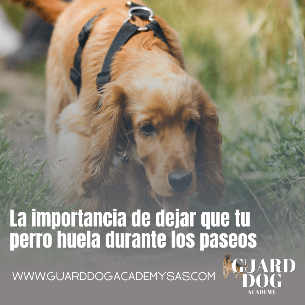 La importancia de dejar que tu perro huela durante los paseos