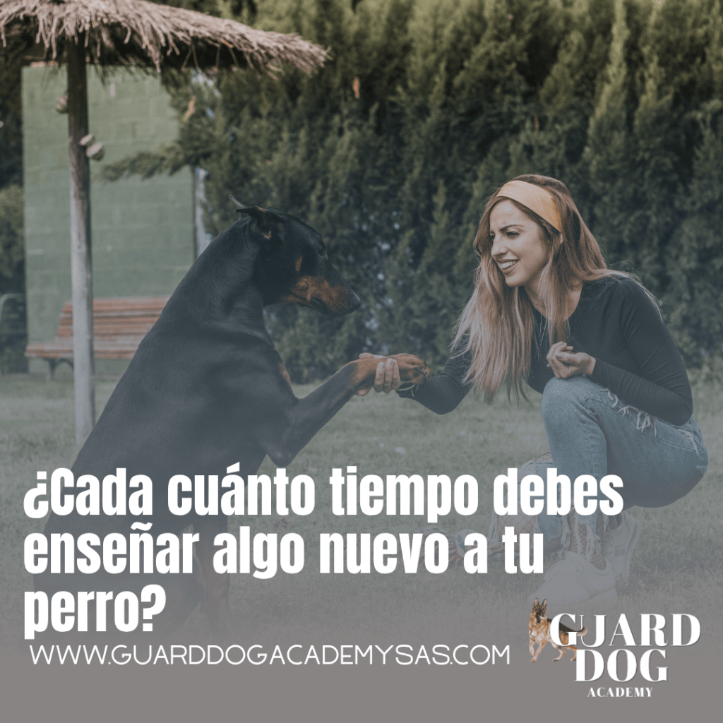 ¿Cada cuánto tiempo debes enseñar algo nuevo a tu perro?