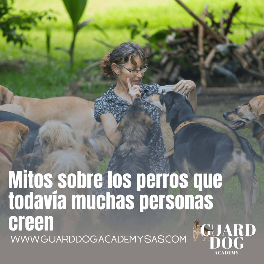 Mitos sobre los perros que todavía muchas personas creen