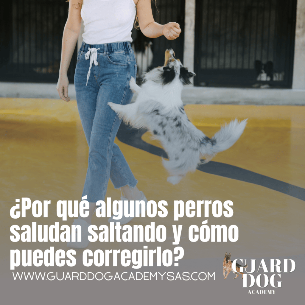 ¿Por qué algunos perros saludan saltando y cómo puedes&nbsp;corregirlo?