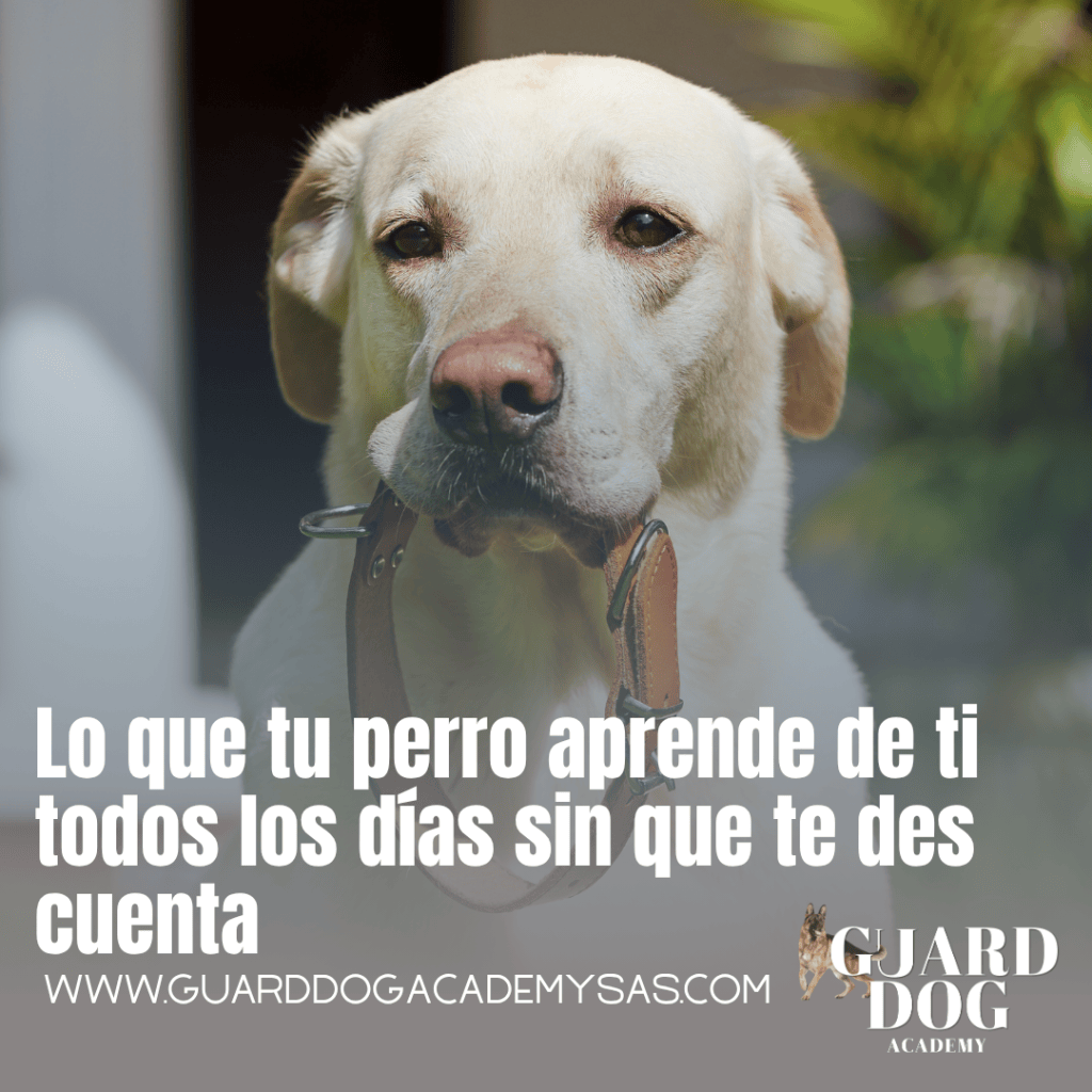 Lo que tu perro aprende de ti todos los días sin que te des&nbsp;cuenta
