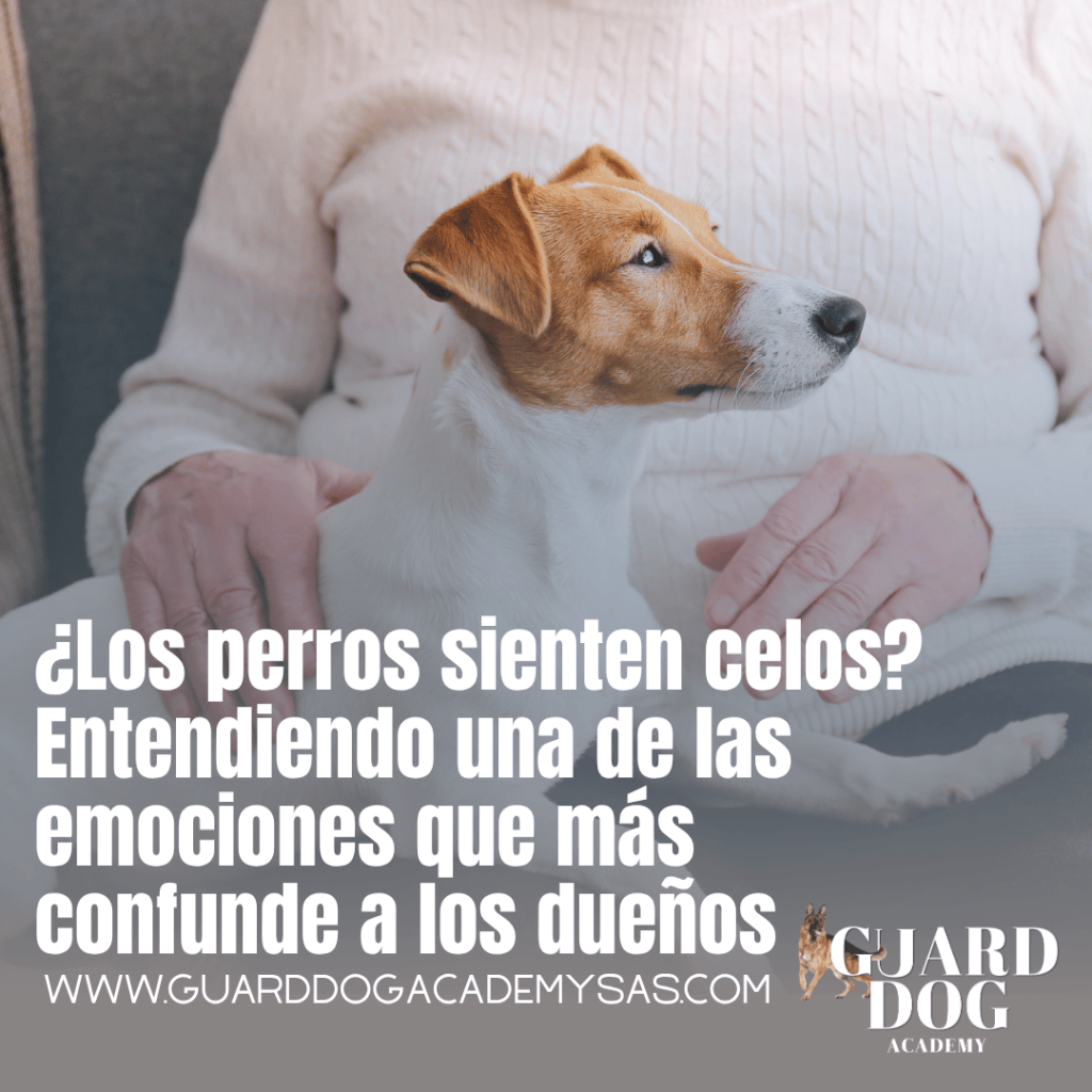 ¿Los perros sienten celos? Entendiendo una de las emociones que más confunde a los dueños