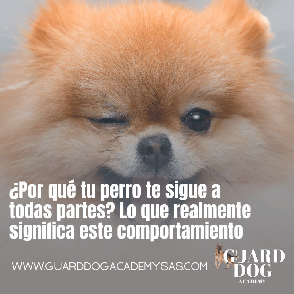¿Por qué tu perro te sigue a todas partes? Lo que realmente significa este&nbsp;comportamiento