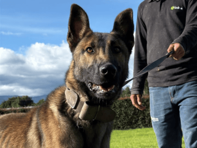 Ejemplar Koda