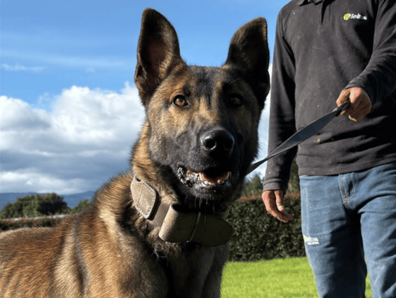 Ejemplar Koda