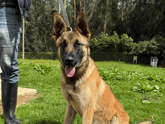 Ejemplar Remus