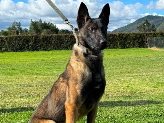 Ejemplar Rudy