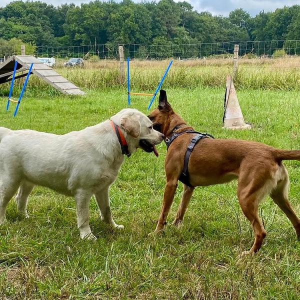 ¿CÓMO SOCIALIZAR CORRECTAMENTE A UN&nbsp;PERRO?