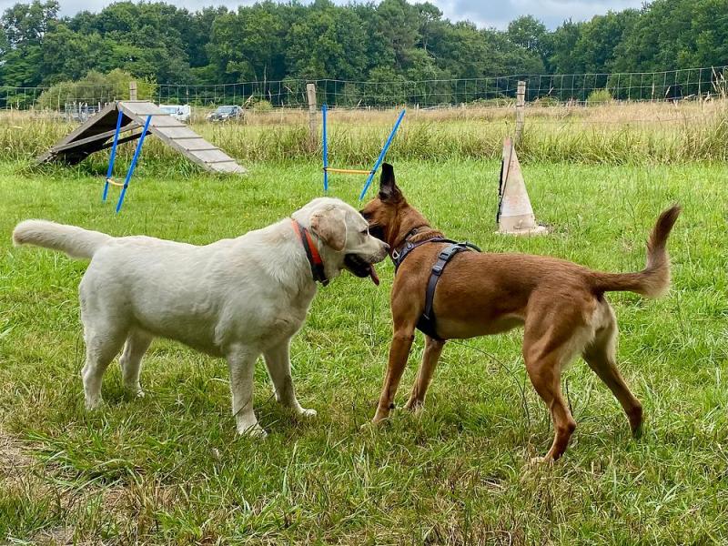 ¿CÓMO SOCIALIZAR CORRECTAMENTE A UN&nbsp;PERRO?